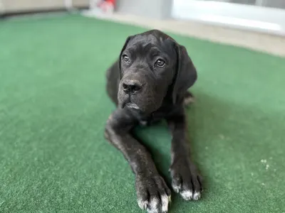Chien de cour italien - Briana