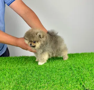 German Pomeranian Spitz - Fee