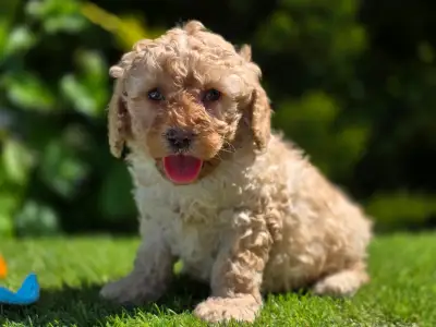 Cavapoo - Max