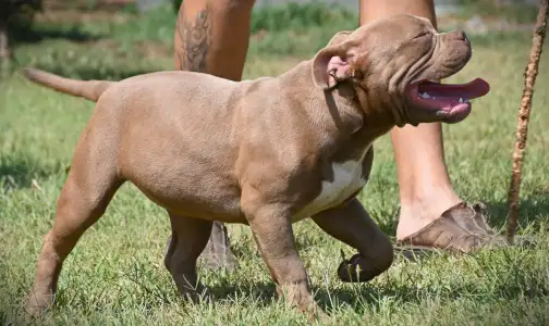 American Bully - Pocket - Ghostface Fighters Luna