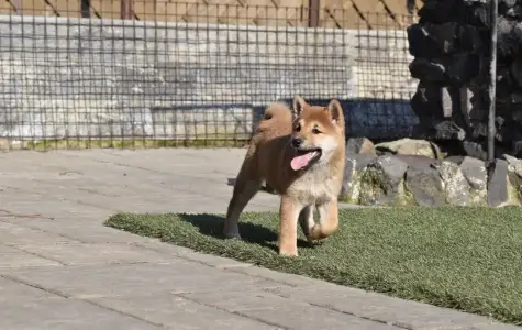 Shiba - Bravados Chiemi