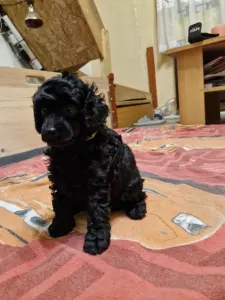 Törpe uszkár - Ajda