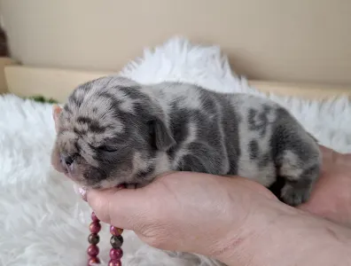 French Bulldog - Zazi