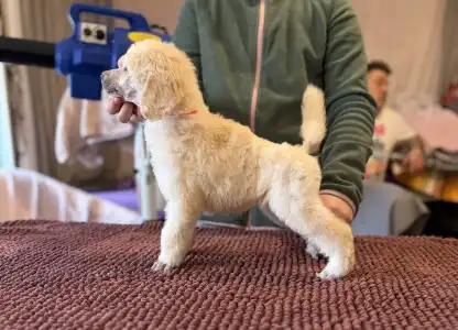 Óriás uszkár - White Girl