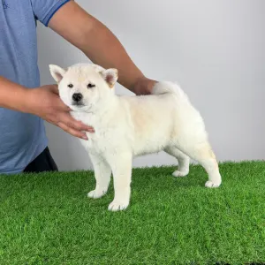 Shiba - Jagawa