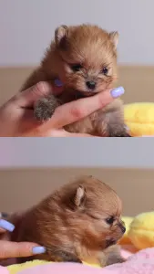 German Pomeranian Spitz - Enzo