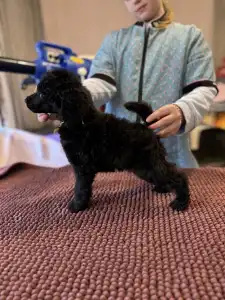 Óriás uszkár - Black Boy