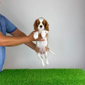 Cavalier King Charles Spaniel - Orbin