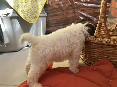 Lagotto Romagnolo - Billy The Kid