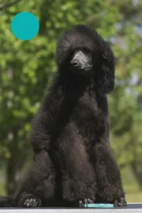 Poodle Standard - Hüpnos