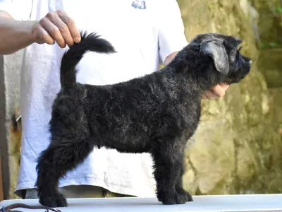 Bouvier des Flandres - Jolly Joker De L’ Ami Gris