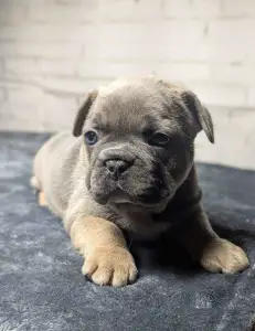 Bulldog francese - Jamie