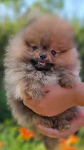 Pomeranian - Pami