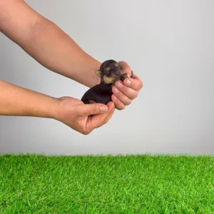 Yorkshire Terrier - Sofie