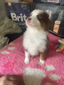 Miniature American Shepherd - Red Tri Szuka/neonzöld Nyakörv