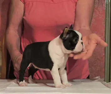 Boston Terrier - Medy