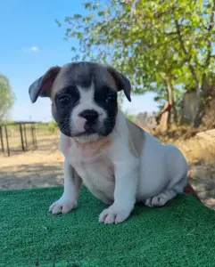 French Bulldog - Igor