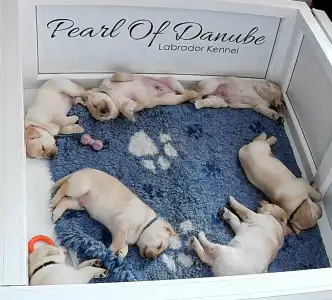 Labrador Retriever - Bob