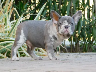 Buldog francuski - George 