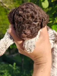 Lagotto Romanjolo - Deforest  Royal Town Of Bobovac