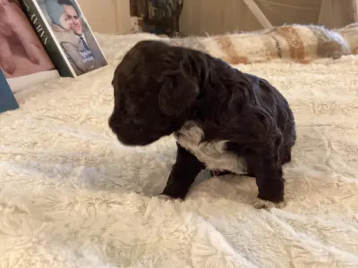 Lagotto Romagnolo - Bizsu