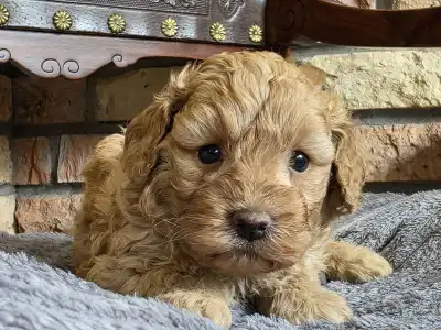 Cavapoo - Toffee