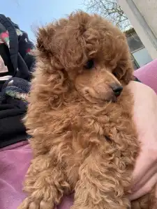 Pudla - patuljasta - Aston Christina Diamond Dream