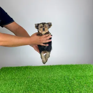 Yorkshire terrier - Eryx