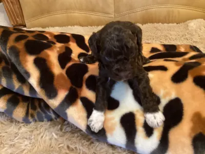 Romagna Water Dog - Bobby