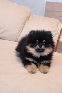 Pomeranian - Astarea 