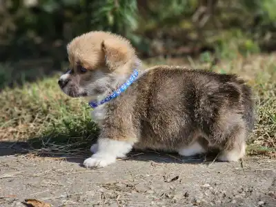 Welsh Corgi Pembroke - Lenox 