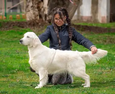 Golden Retriever - Gogas Pride