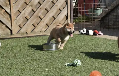 Shiba - Bravados Fumio