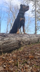 Rotvajler - Aria Ranch Rottweilers