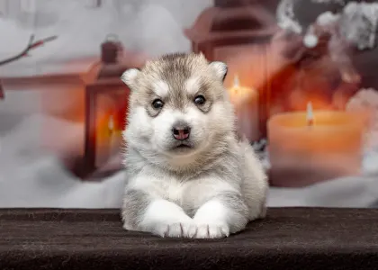 Husky siberian - White