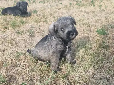 Törpe schnauzer - J Male3
