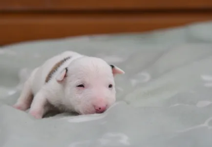 Miniatűr bullterrier - Logan