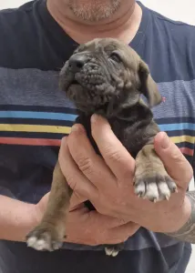 Fila Brasileiro - Jasmin, Joana, Jovana, Julieth