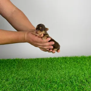 Yorkshire Terrier - Lemoro