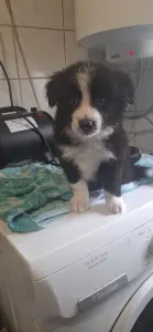 Border Collie - Edvárd
