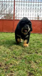 Tibetan Mastiff - Athena