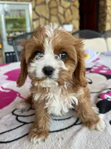 Cavapoo - Boni