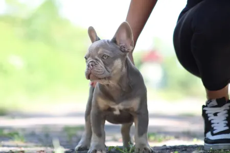 Francia bulldog - Vodka