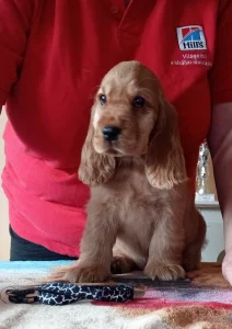 Angol Cocker spániel - Charming Witch