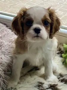 Cavalier King Charles Spaniel - Belafonte