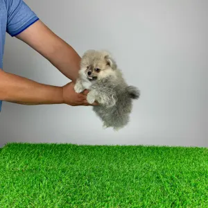 German Pomeranian Spitz - Fanny