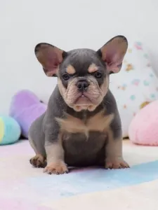 Buldog francuski - Elvis