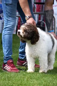 Wasserhund der Romagna - Artemis Floresti