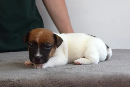 Jack Russell Terrier - Xito