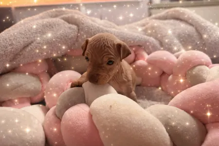 Amerykański nagi terier - Shiny Dog 